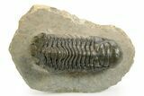 Detailed Crotalocephalina Trilobite - Atchana, Morocco #359545-2